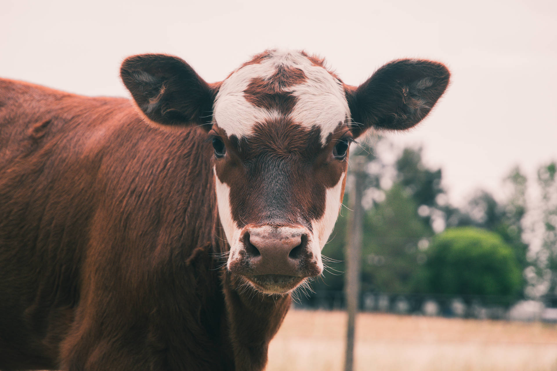 Cute Cow With Brown And White Facial Marks