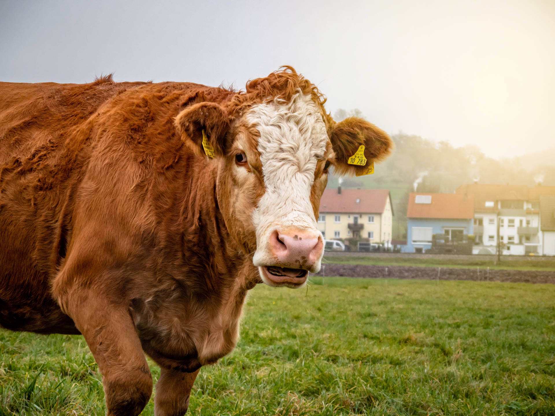 Cute Cow With Buildings Background