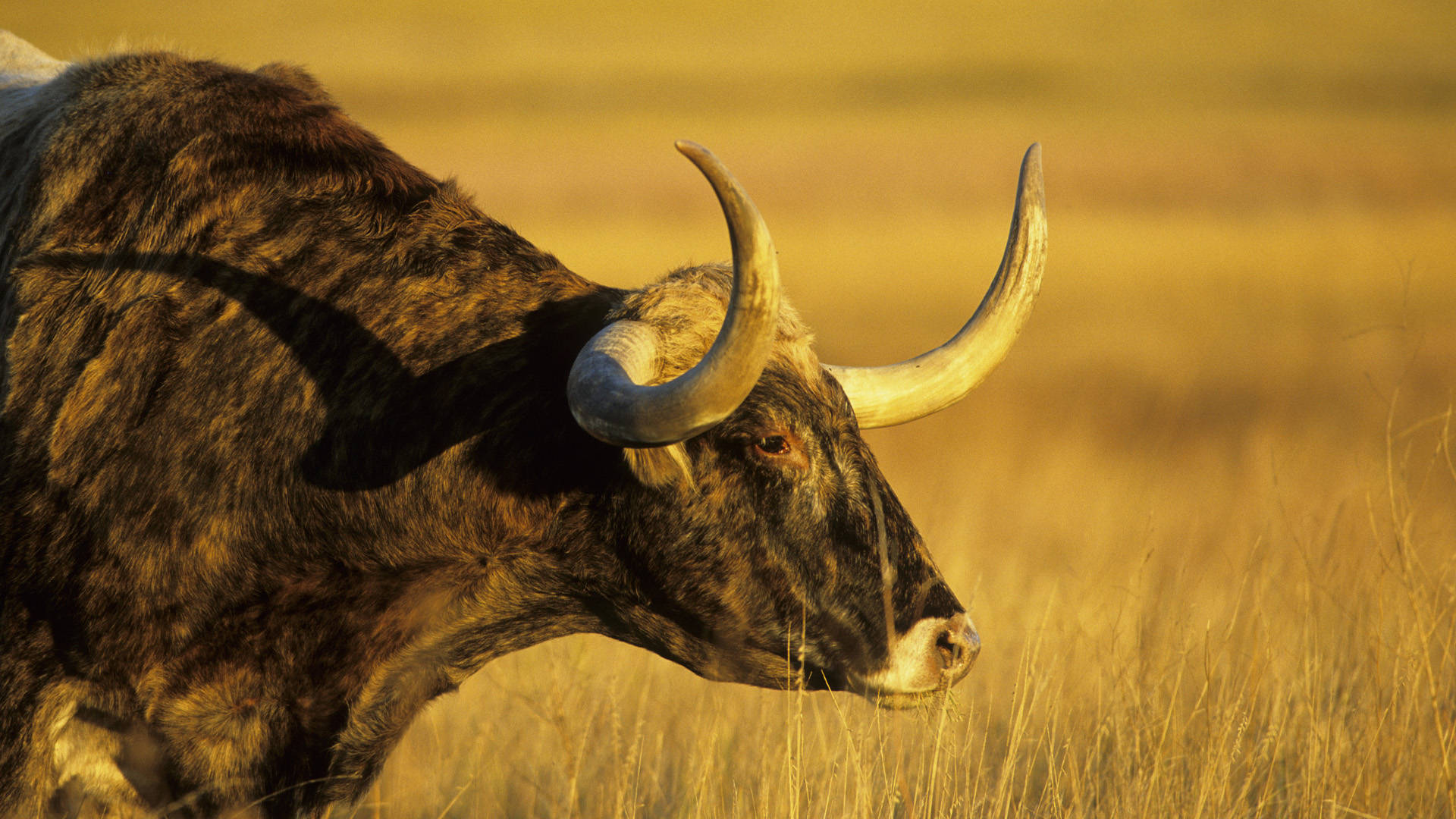 Cute Cow With Curved Horns Background