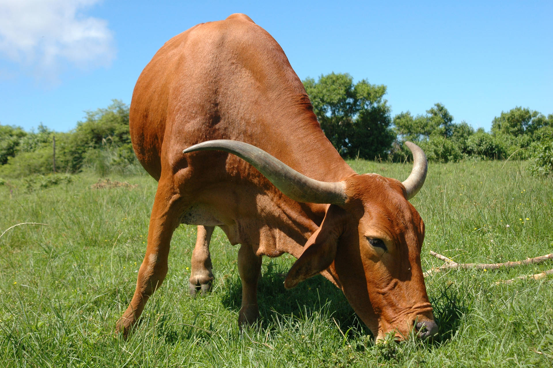 Cute Cow With Horns Eating Grass Background