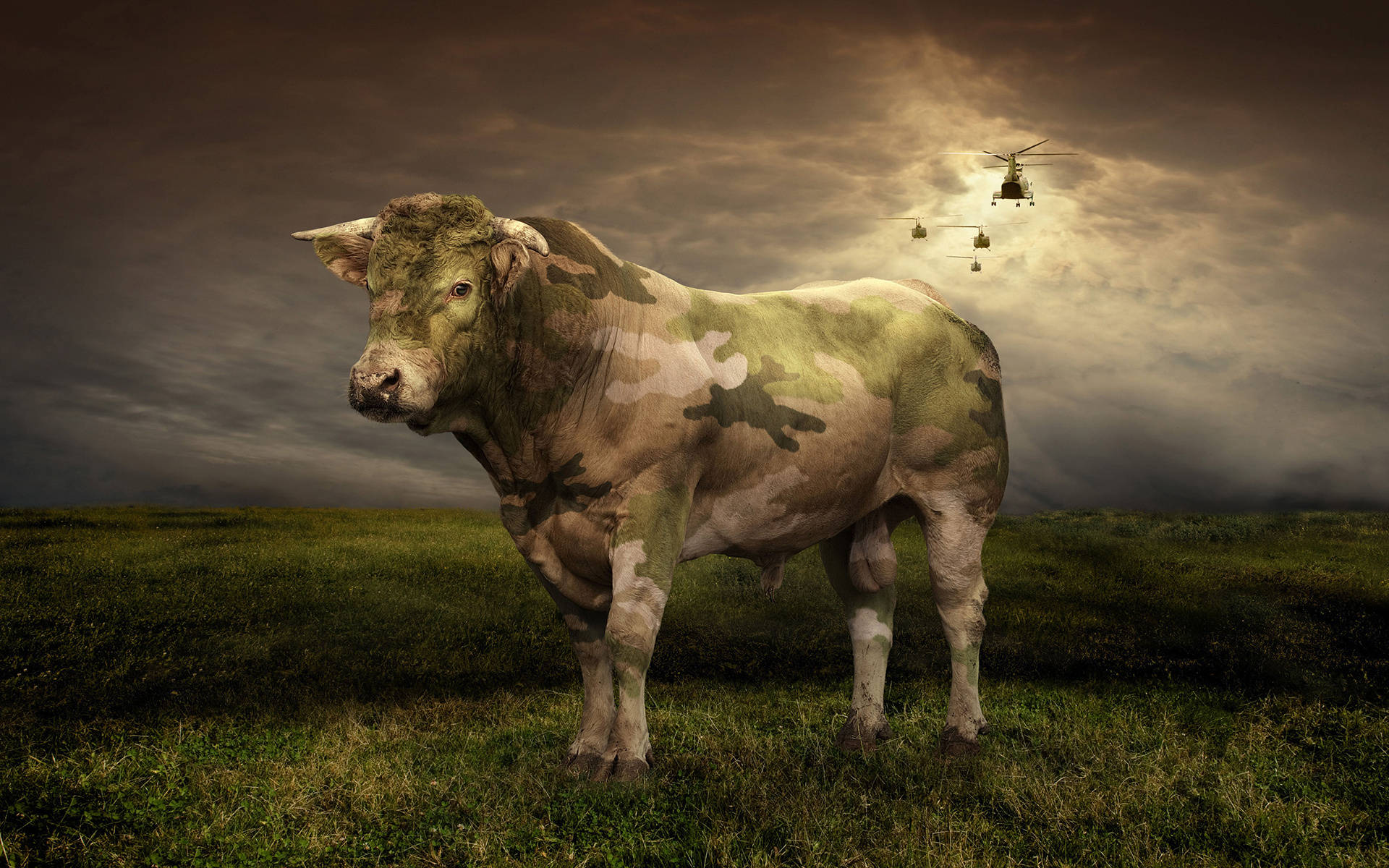 Cute Cow With Military Pattern Background