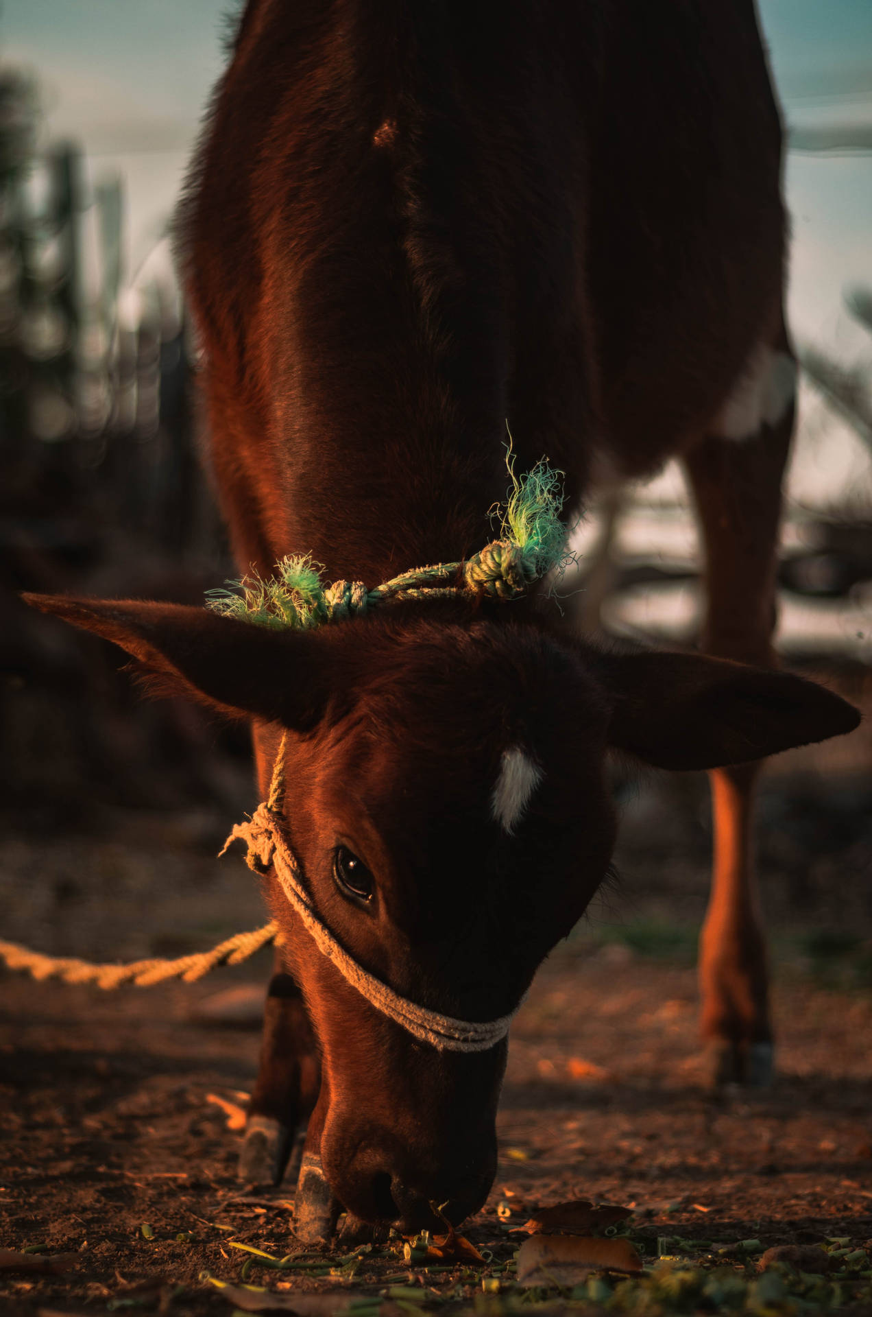 Cute Cow With Rope In Mouth Background