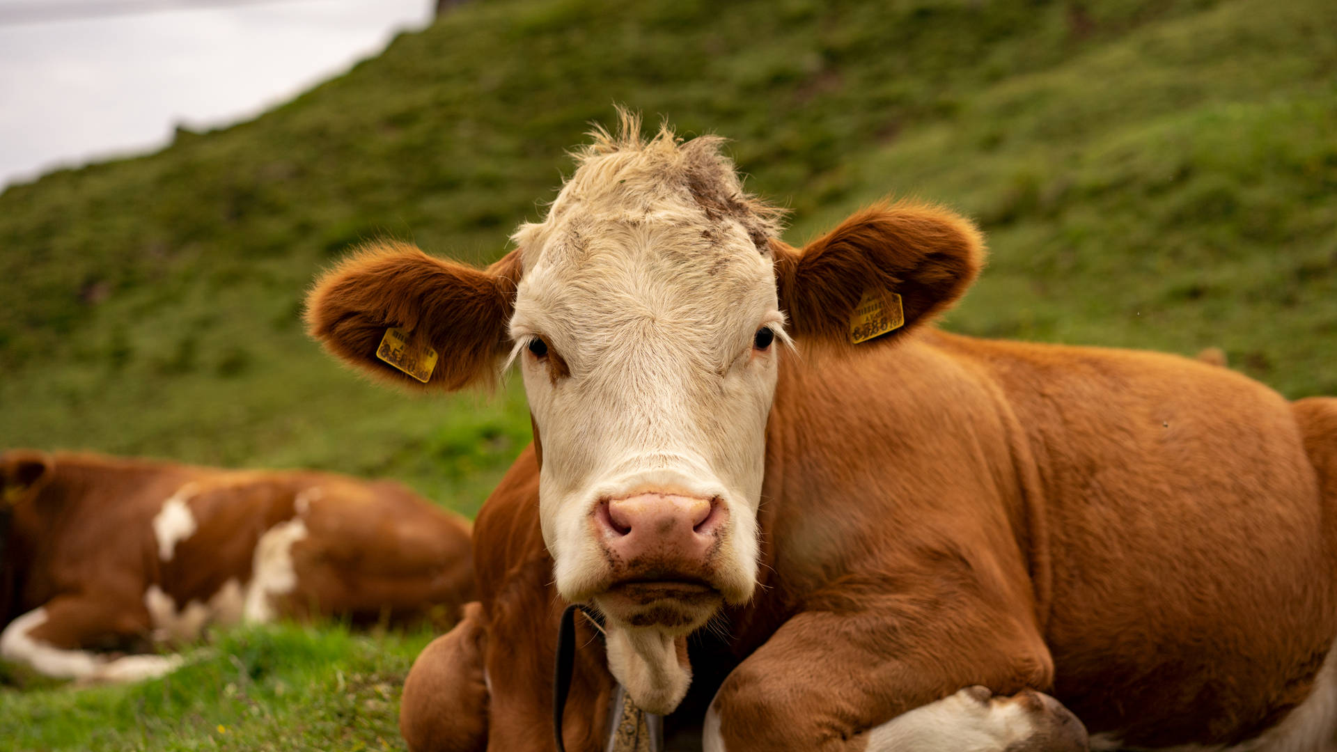 Cute Cow With White Face And Brown Body Background