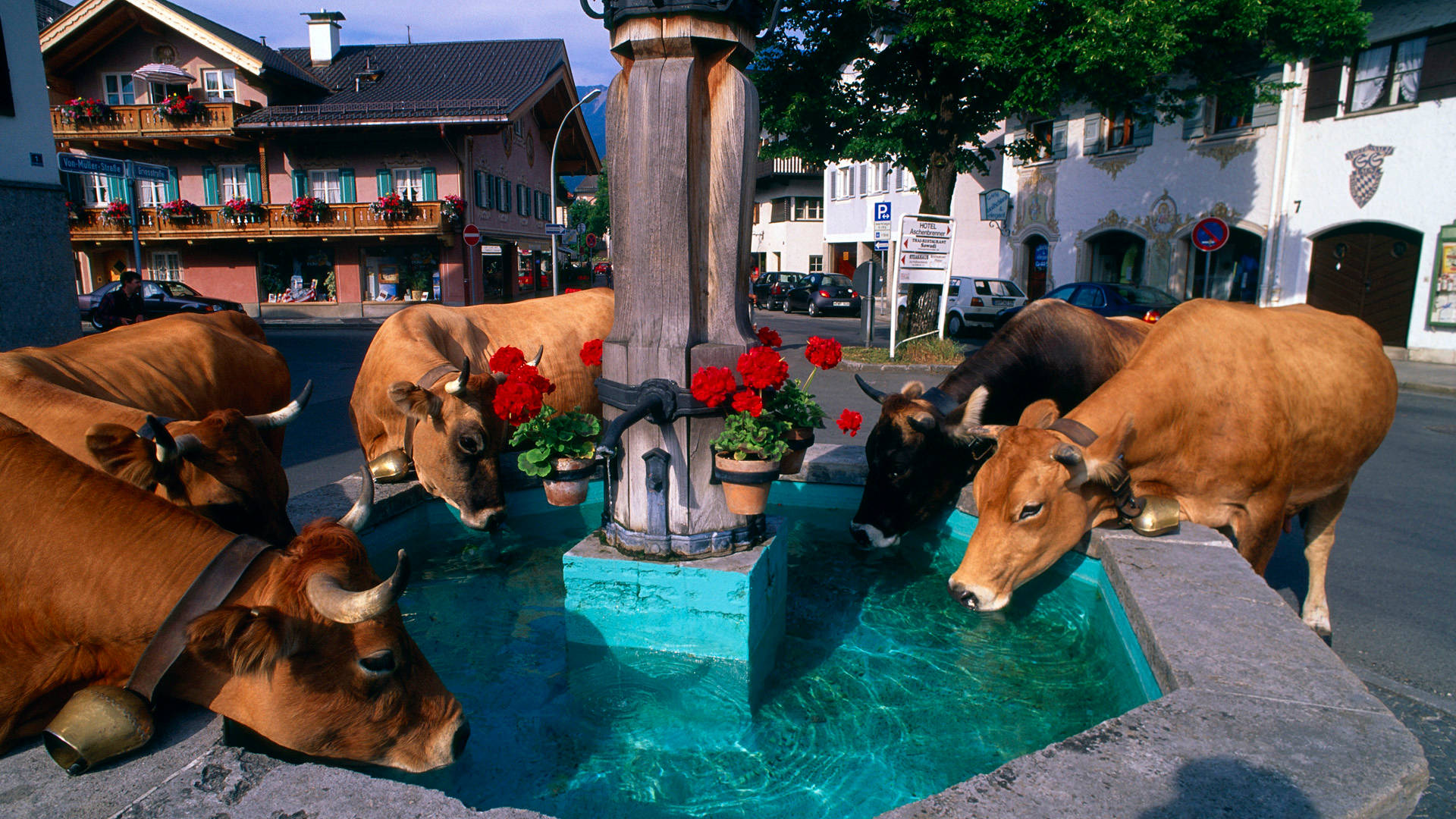 Cute Cows Drinking From Fountain Background