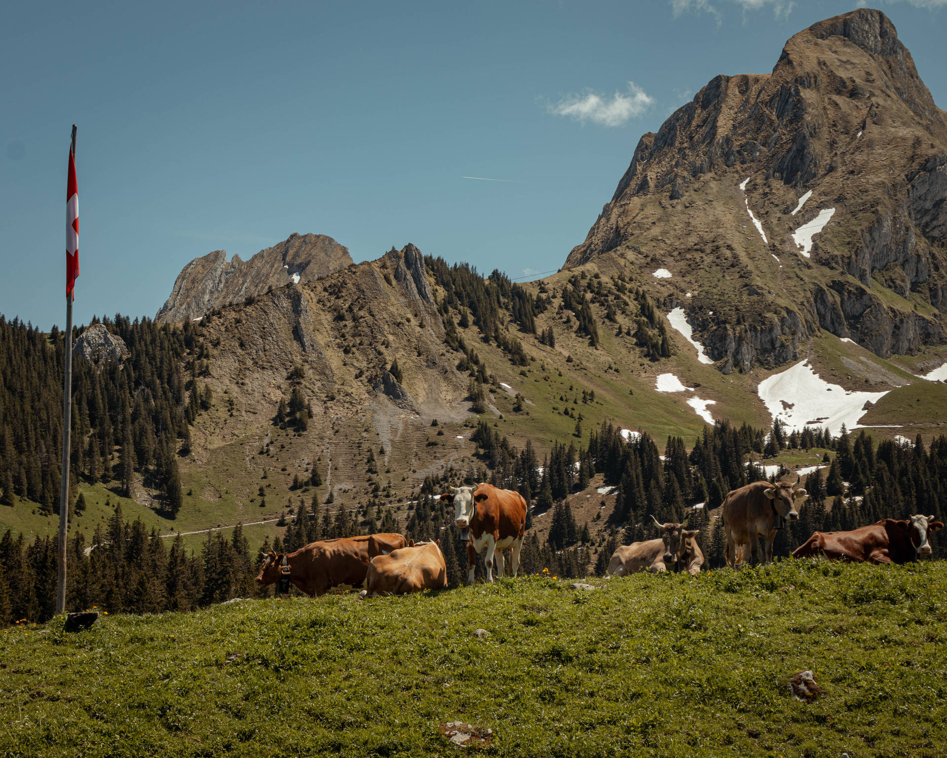 Cute Cows On Grass With Snowy Mountain Background