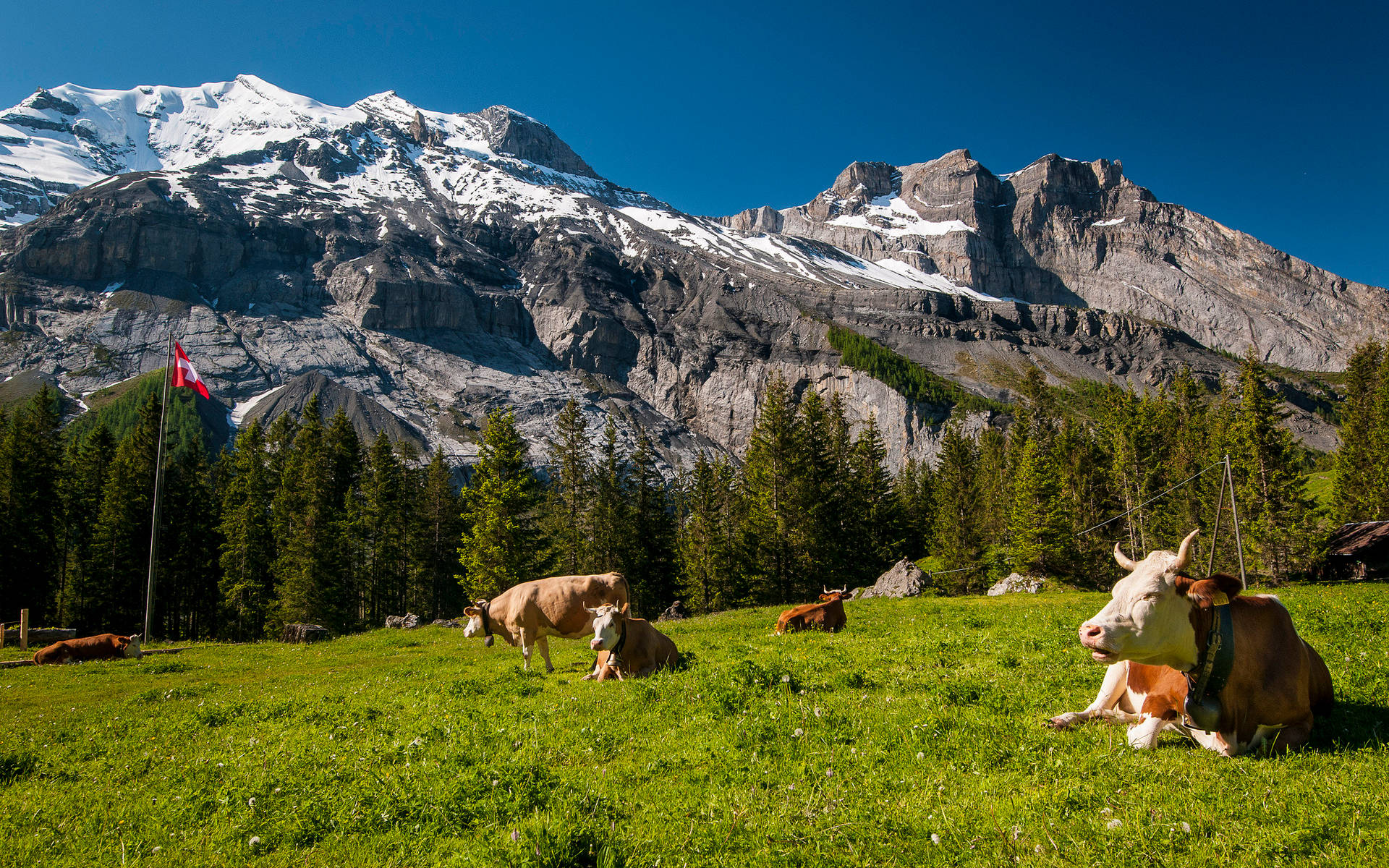 Cute Cows With Amazing Mountain View Background