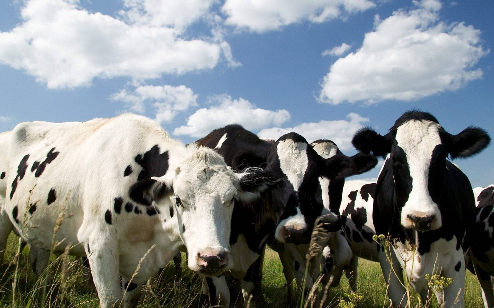 Cute Cows With Black And White Colors Under Sky Background