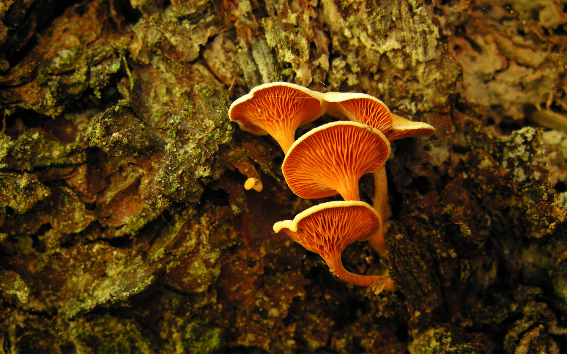 Cute Curved Mushrooms On Moss Background