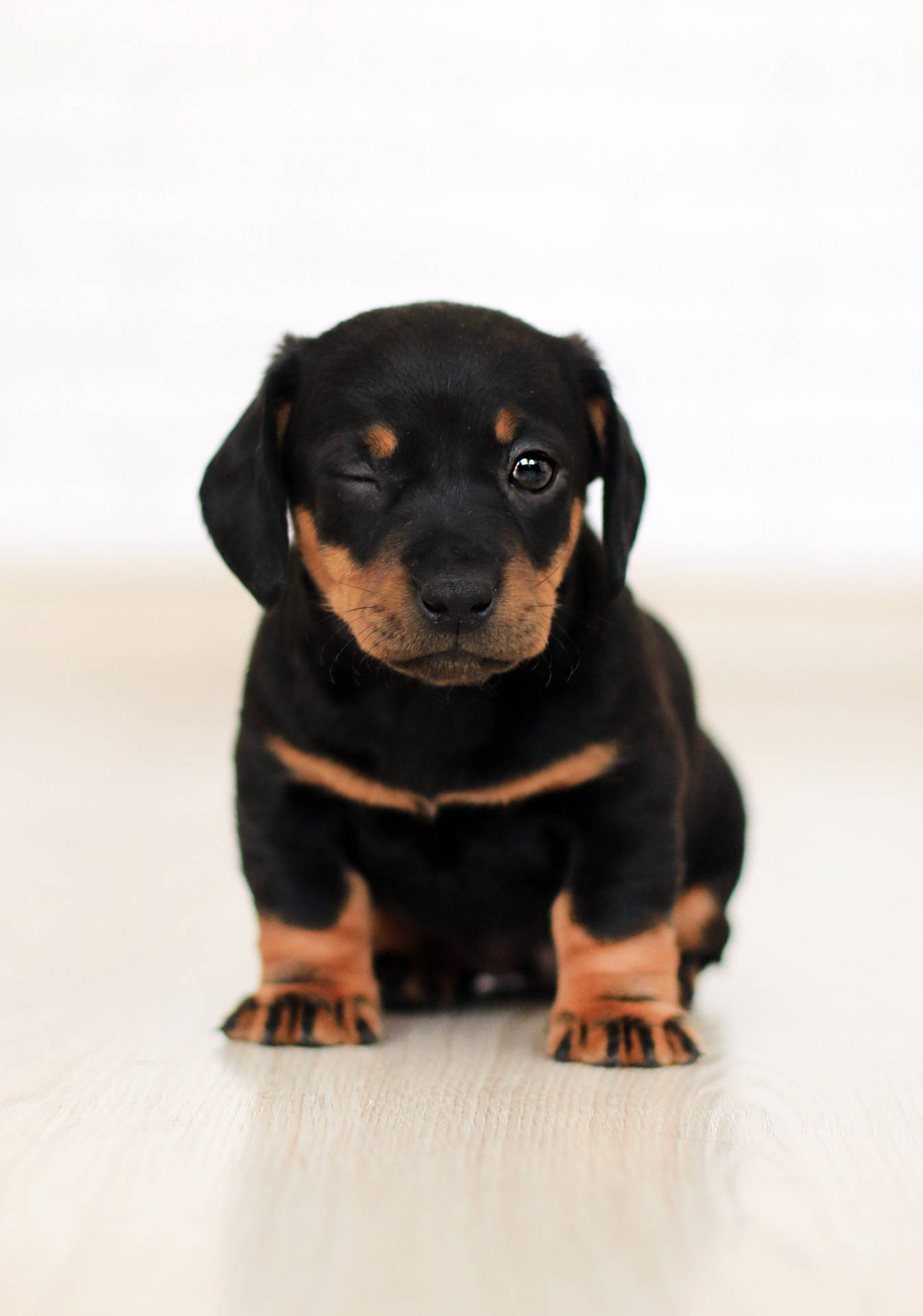 Cute Dachshund Puppy Dog