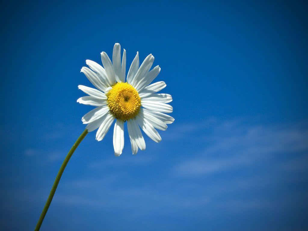 Cute Daisy Flower Blue Sky Vignette Background