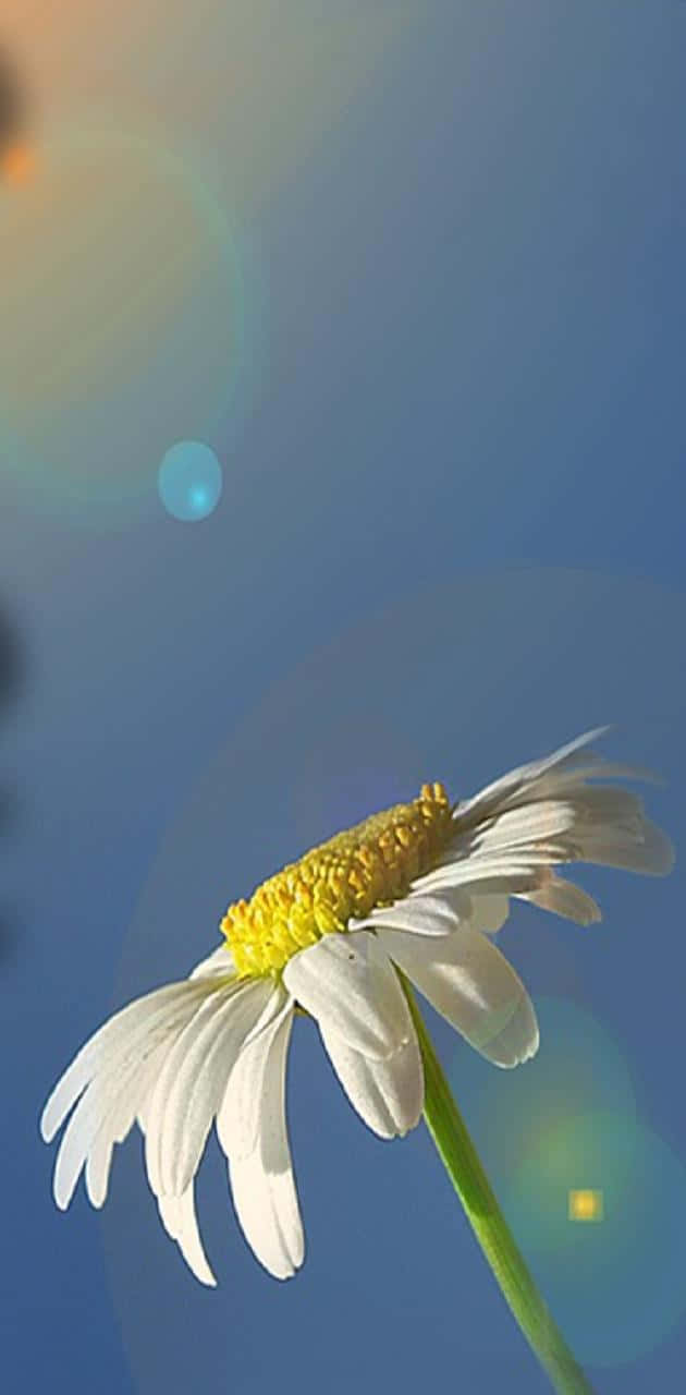 Cute Daisy Flower Sunlight Reflection Background