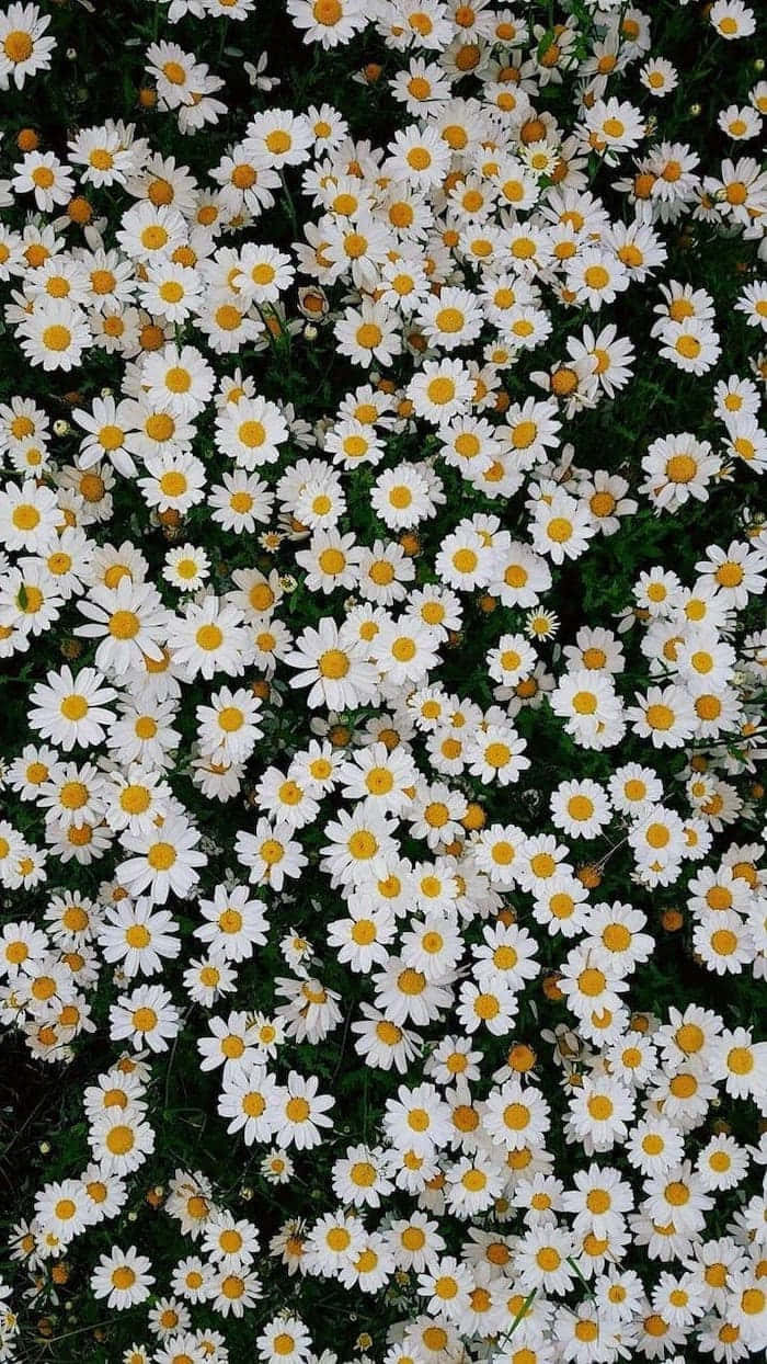 Cute Daisy Flowers Aesthetic Grunge Background