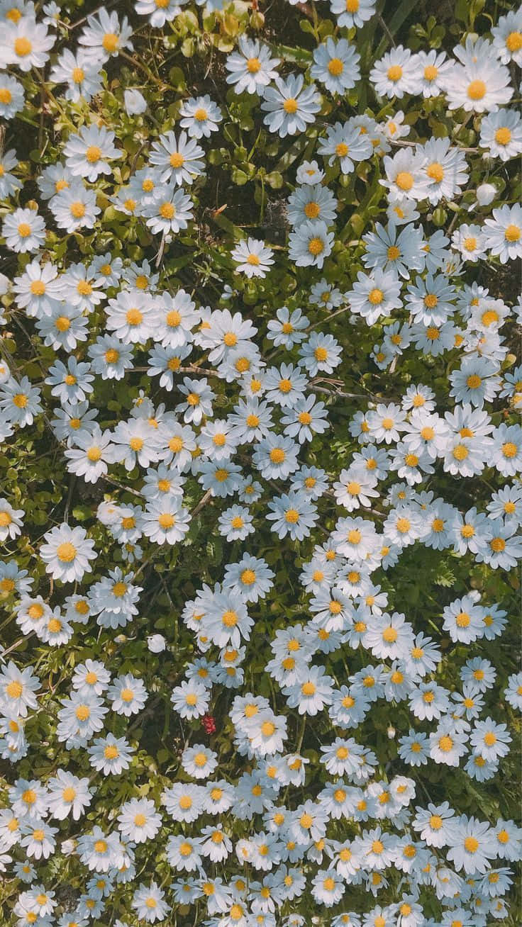 Cute Daisy Flowers Aesthetic Spring Nature Background