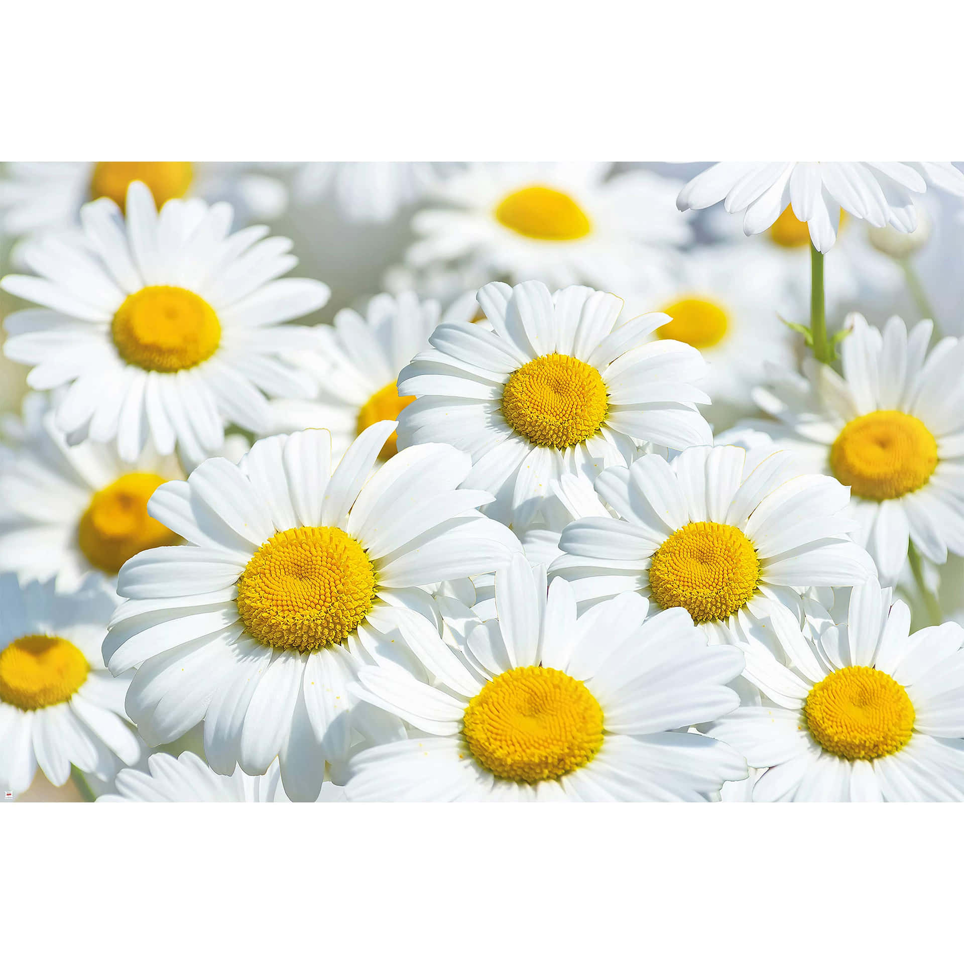 Cute Daisy Flowers Meadow Digital Art Background