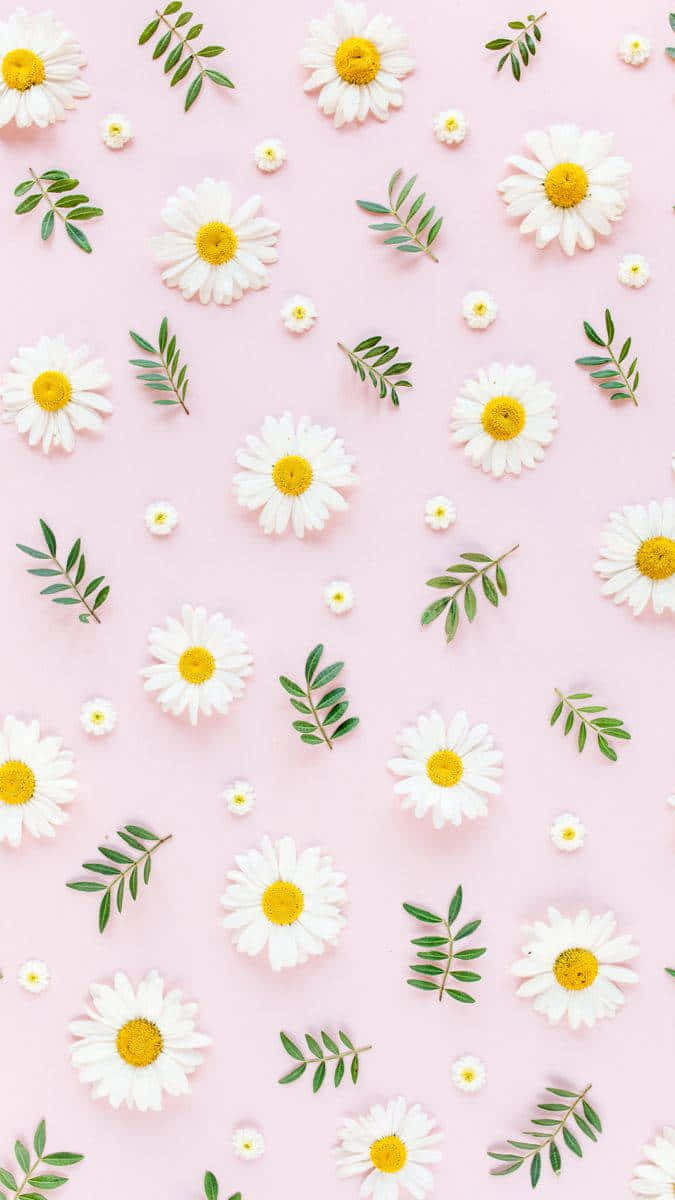 Cute Daisy Flowers Pink Cottagecore Background Background