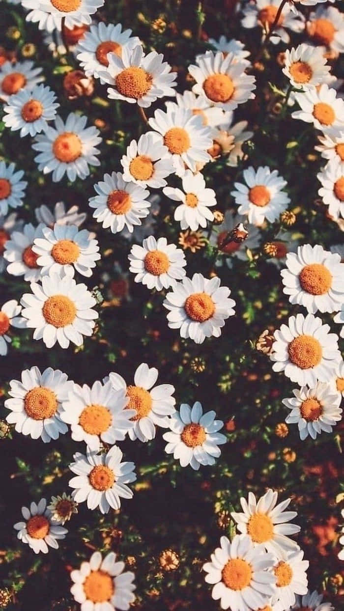 Cute Daisy Flowers Retro Style Background