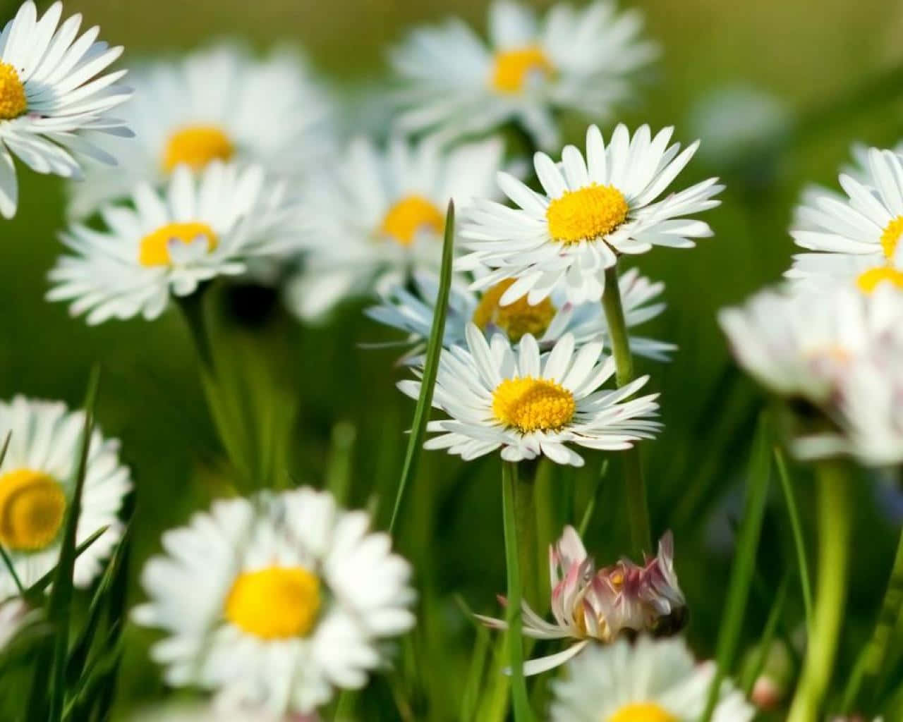 Cute Daisy Flowers Spring Field Background