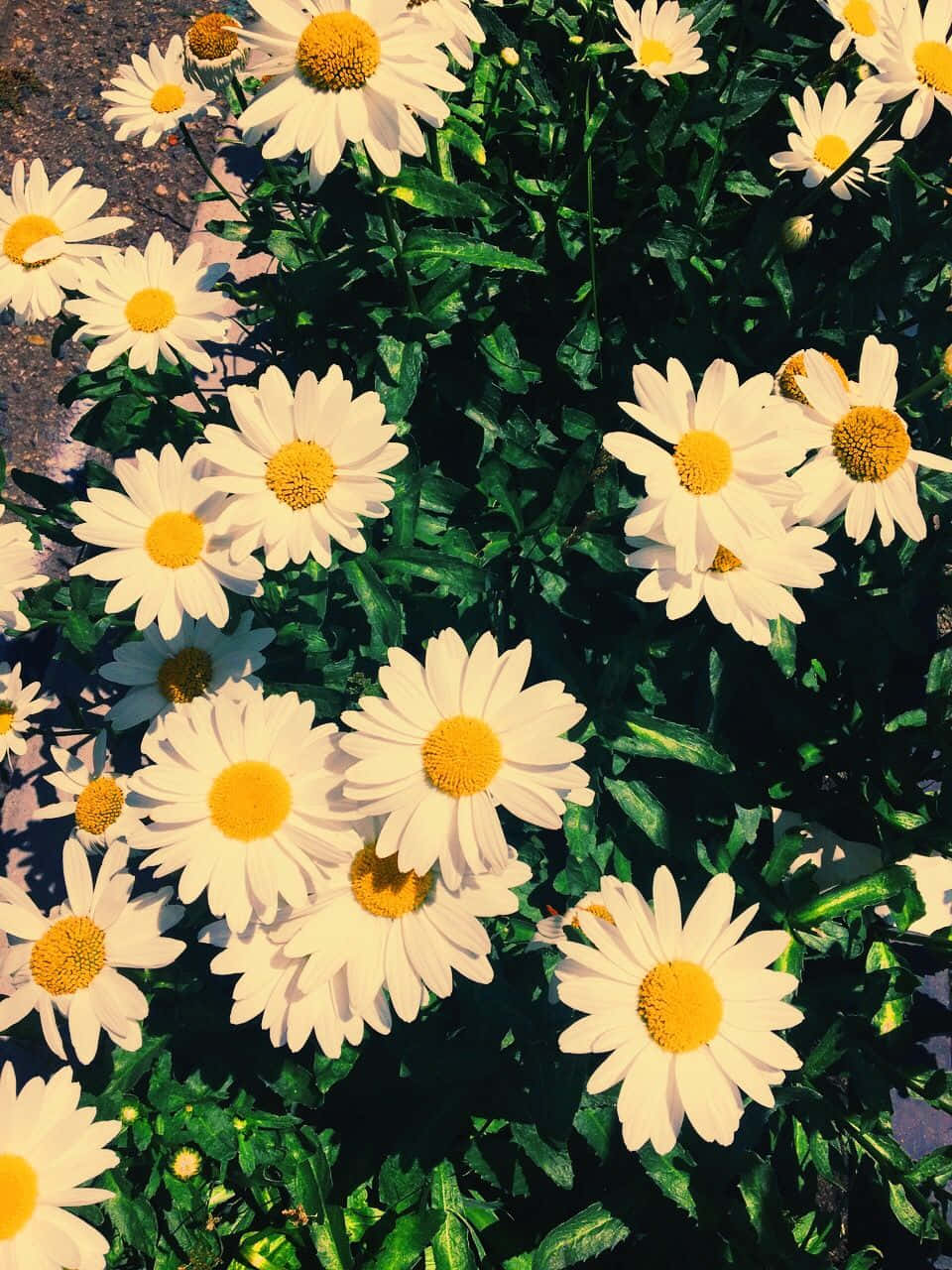 Cute Daisy Flowers Vintage Sepia Background