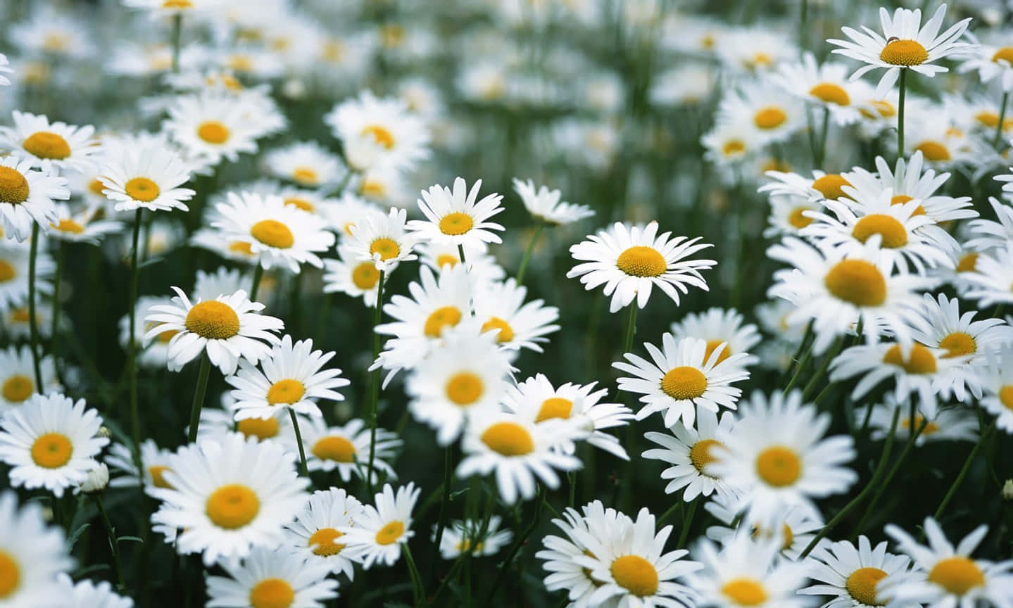 Cute Daisy Spring Flower Garden Background