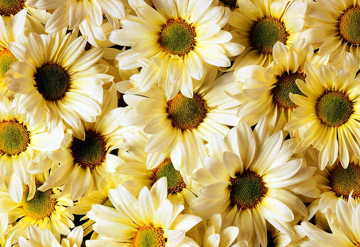 Cute Daisy Yellow Flowers Close-up Background