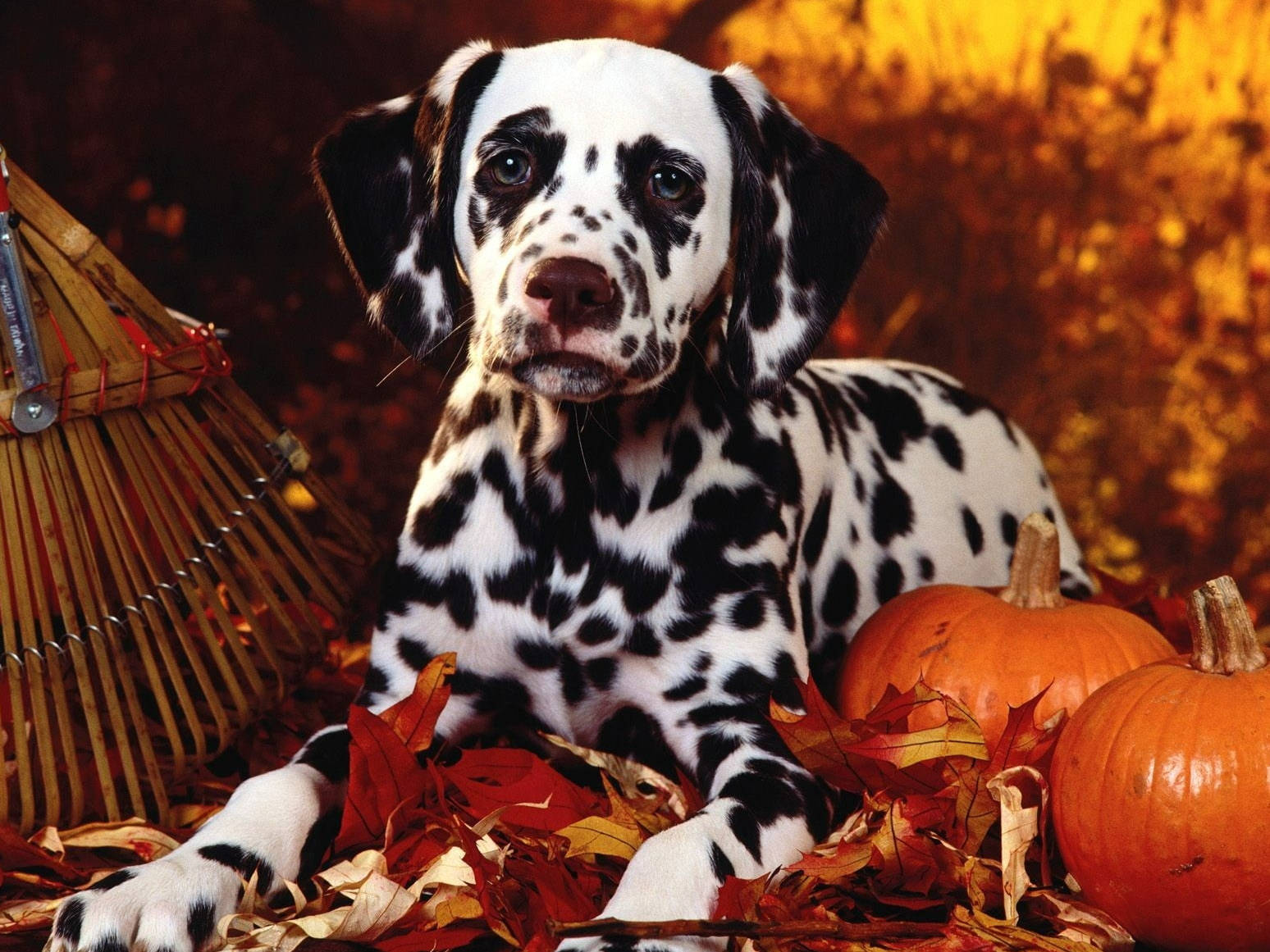 Cute Dalmatian Dog Dressed For Halloween Background