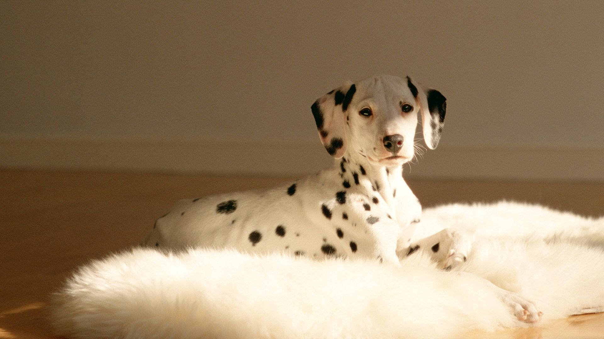 Cute Dalmatian Dog Background