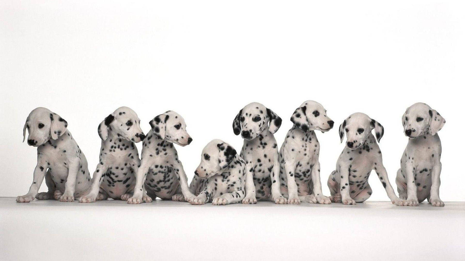 Cute Dalmatian Puppies Background