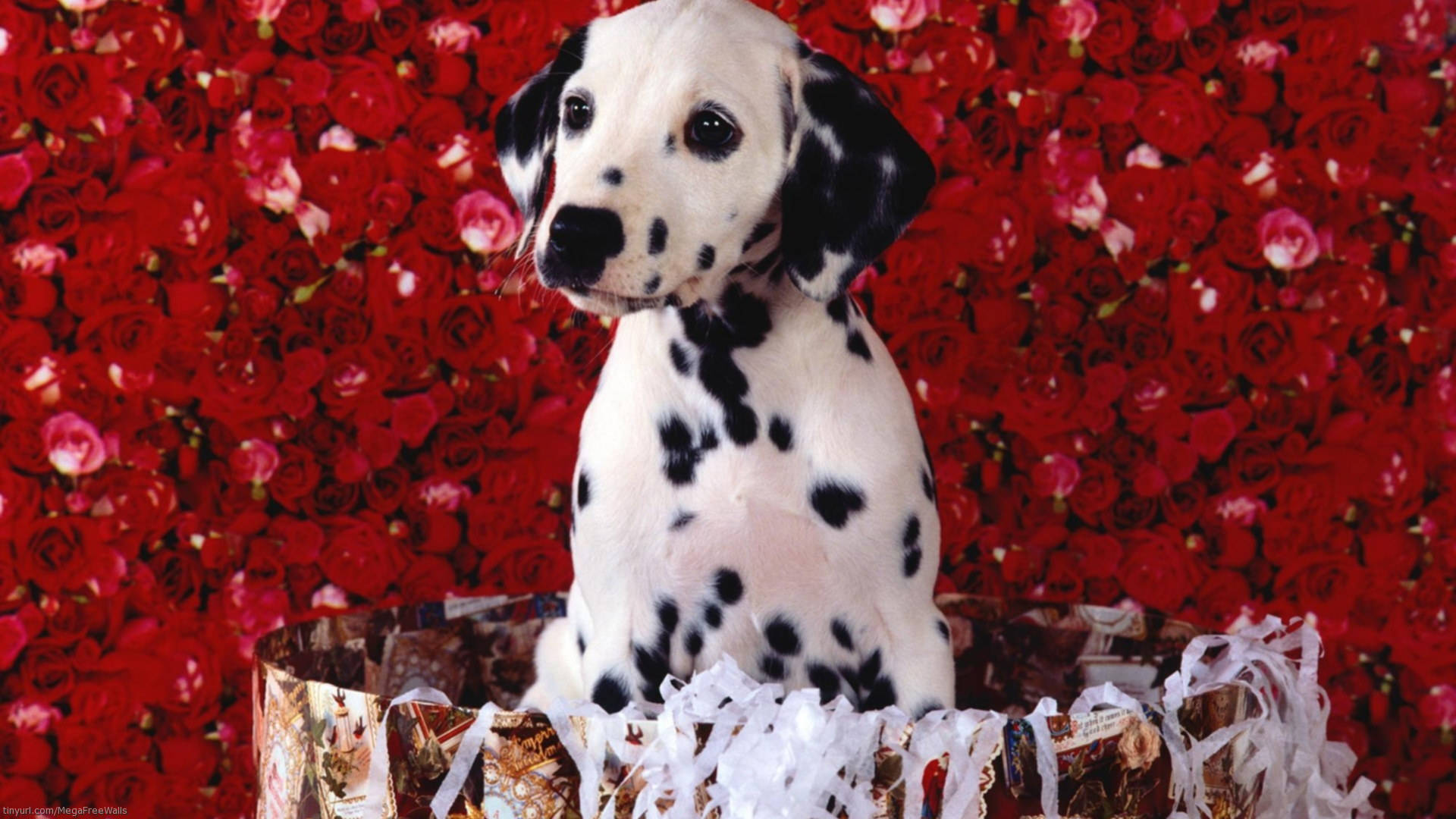 Cute Dalmatian Puppy On Red Roses Background