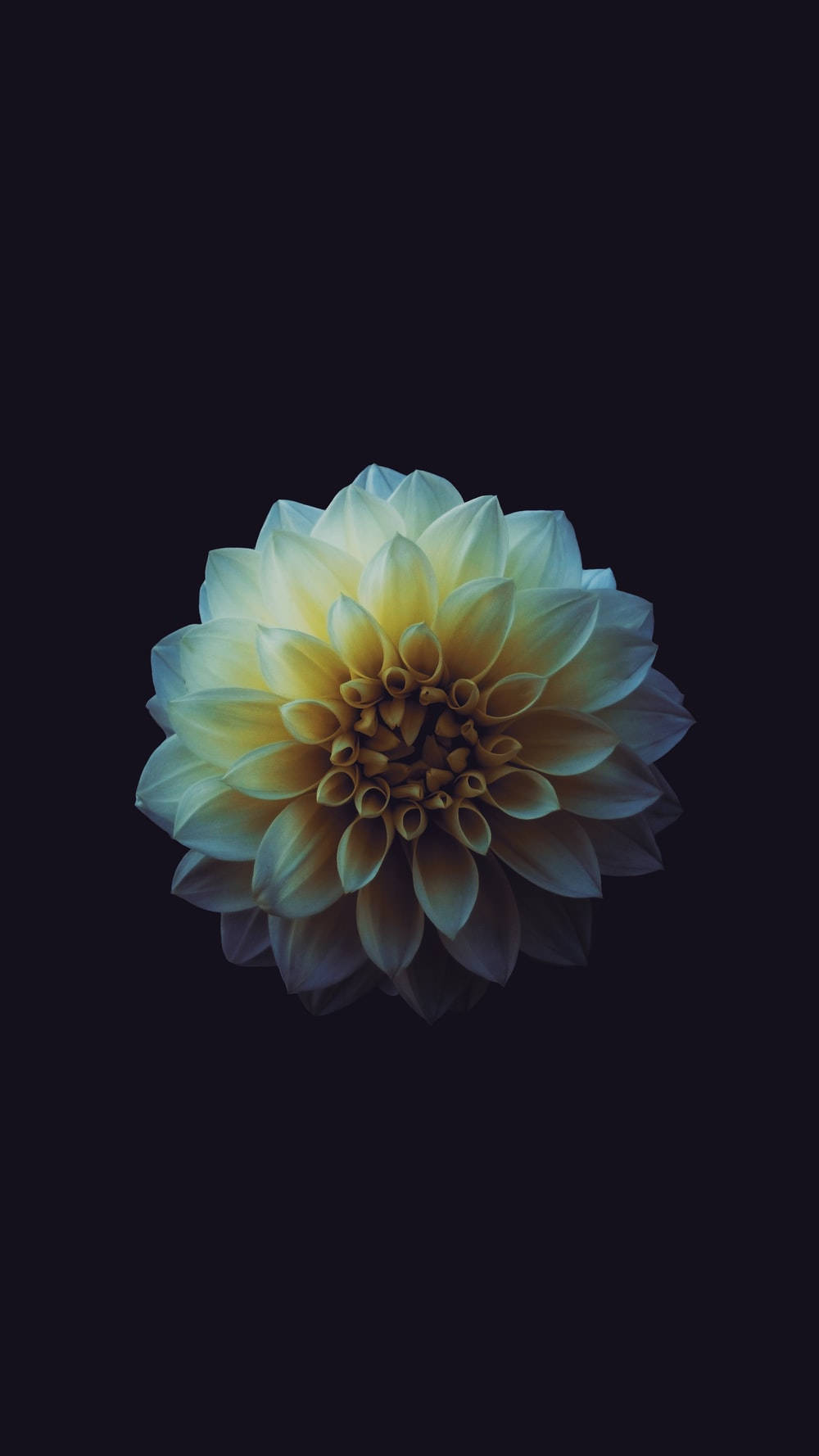 Cute Dark Girly Macro White Dahlia Background