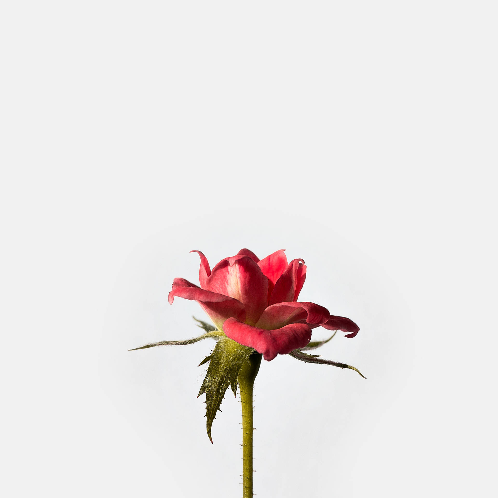 Cute Dark Pink Rose Flower Background