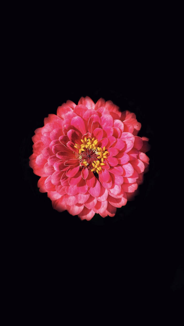 Cute Dark Red Blooming Flower Background