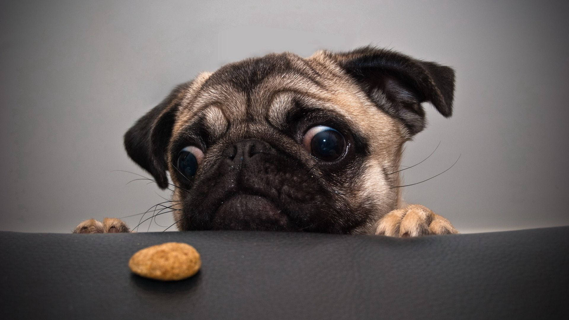 Cute Dog And A Cookie Background