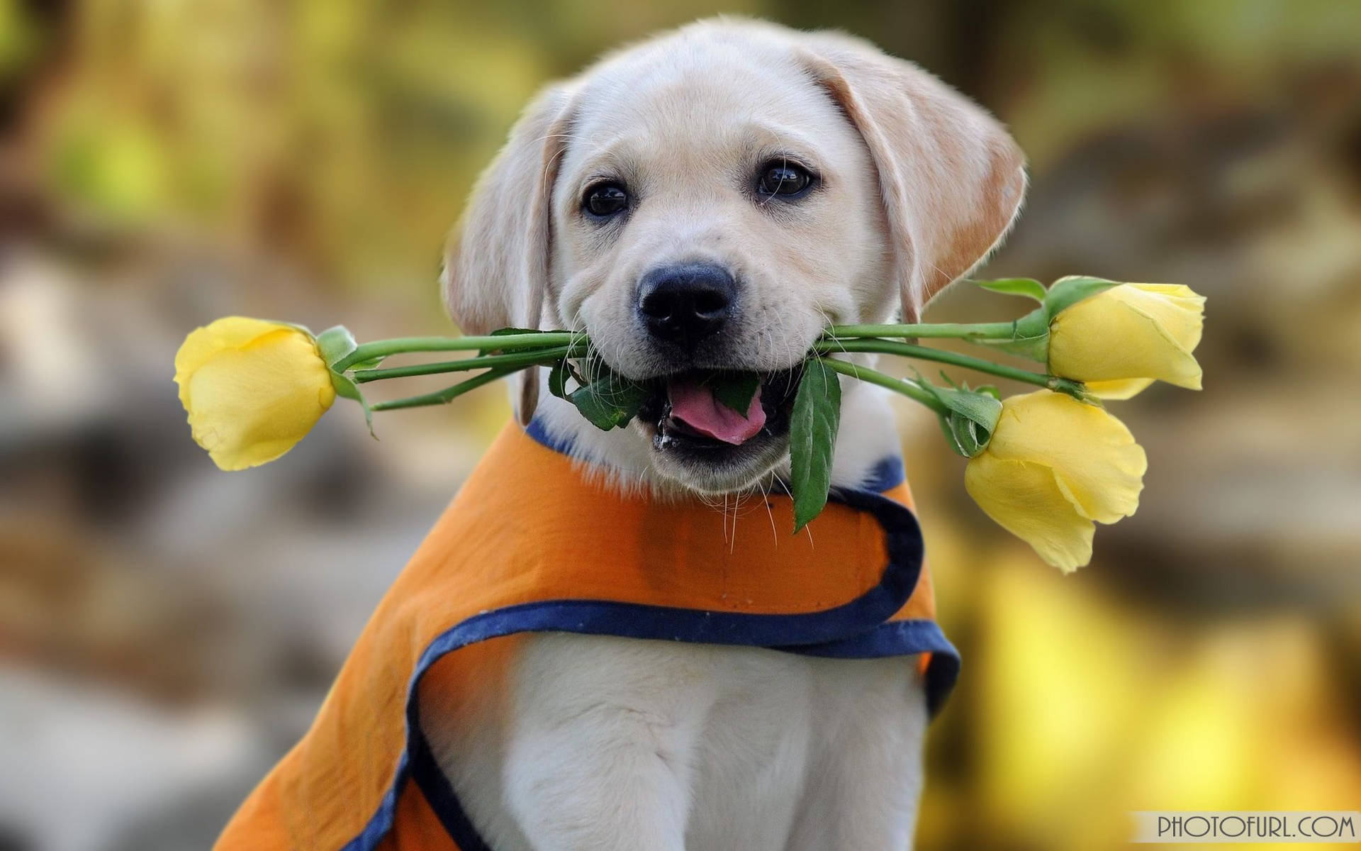 Cute Dog Biting Tulips