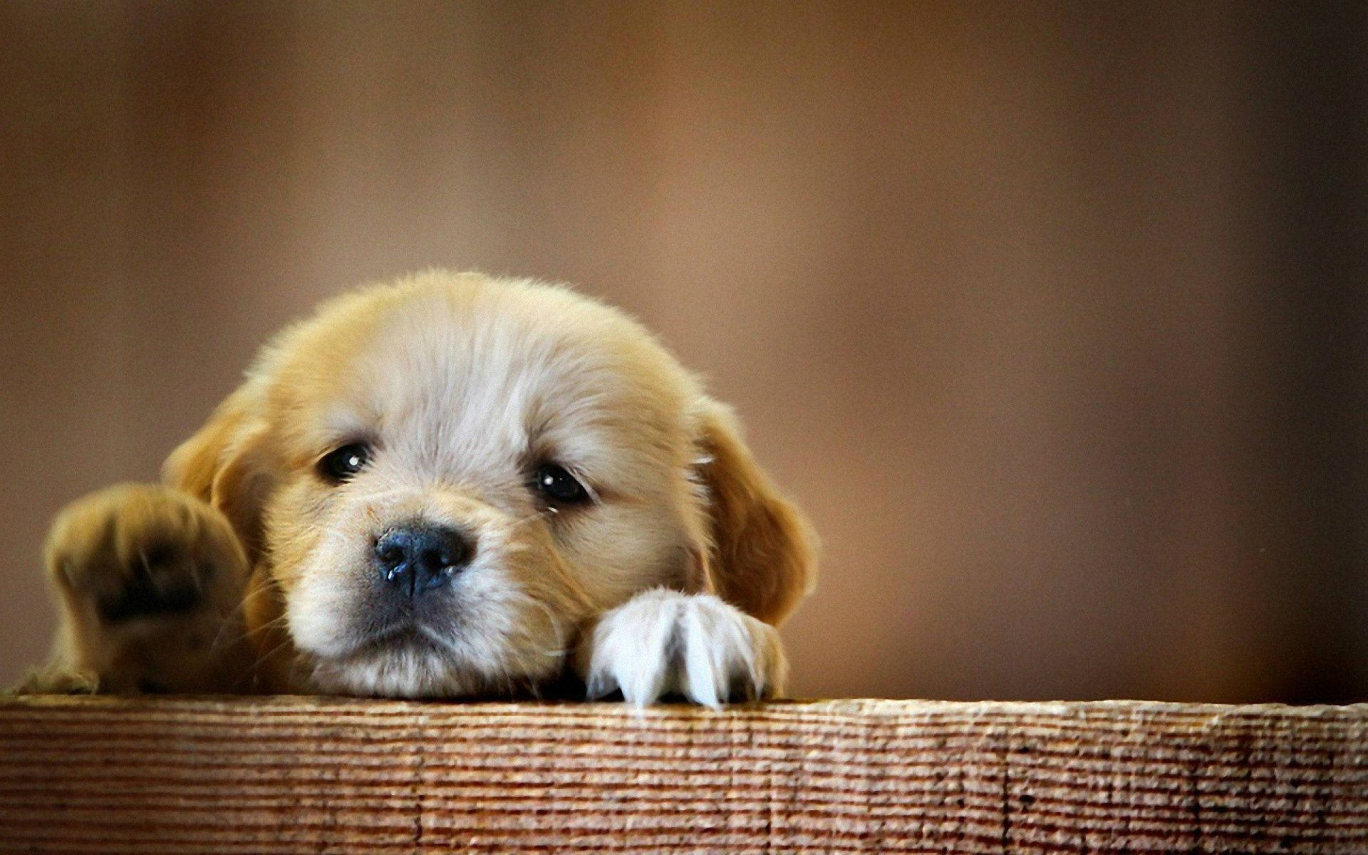 Cute Dog Climbing On Fence Background