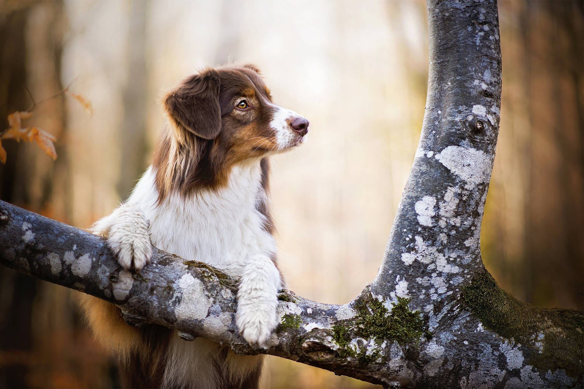 Cute Dog Climbing On Tree Background