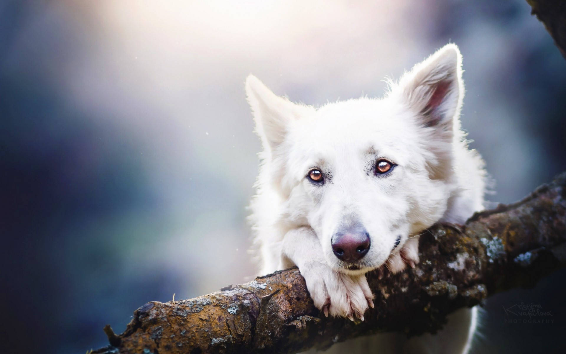 Cute Dog Clutching Onto Branch Background