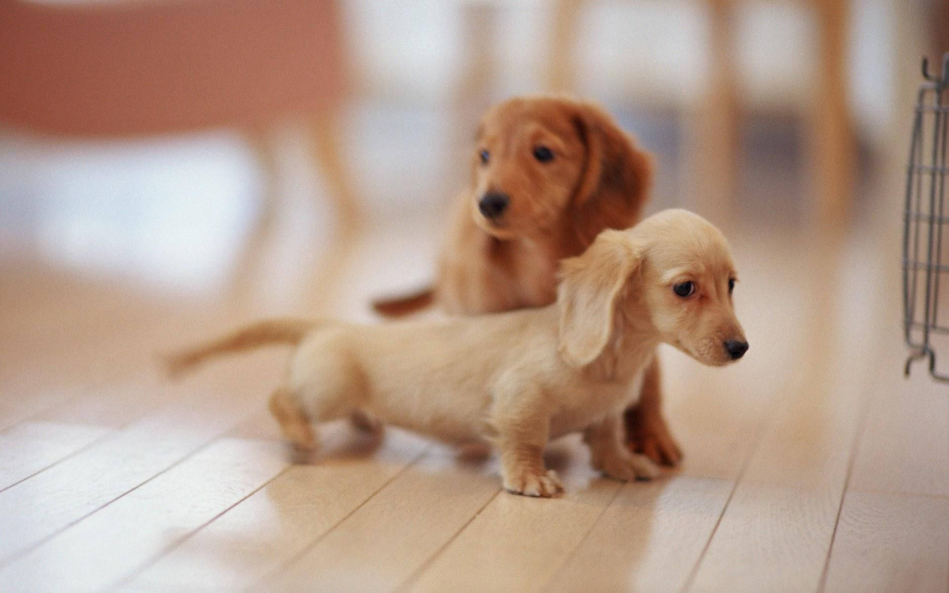 Cute Dog Dachshund On Floor Background