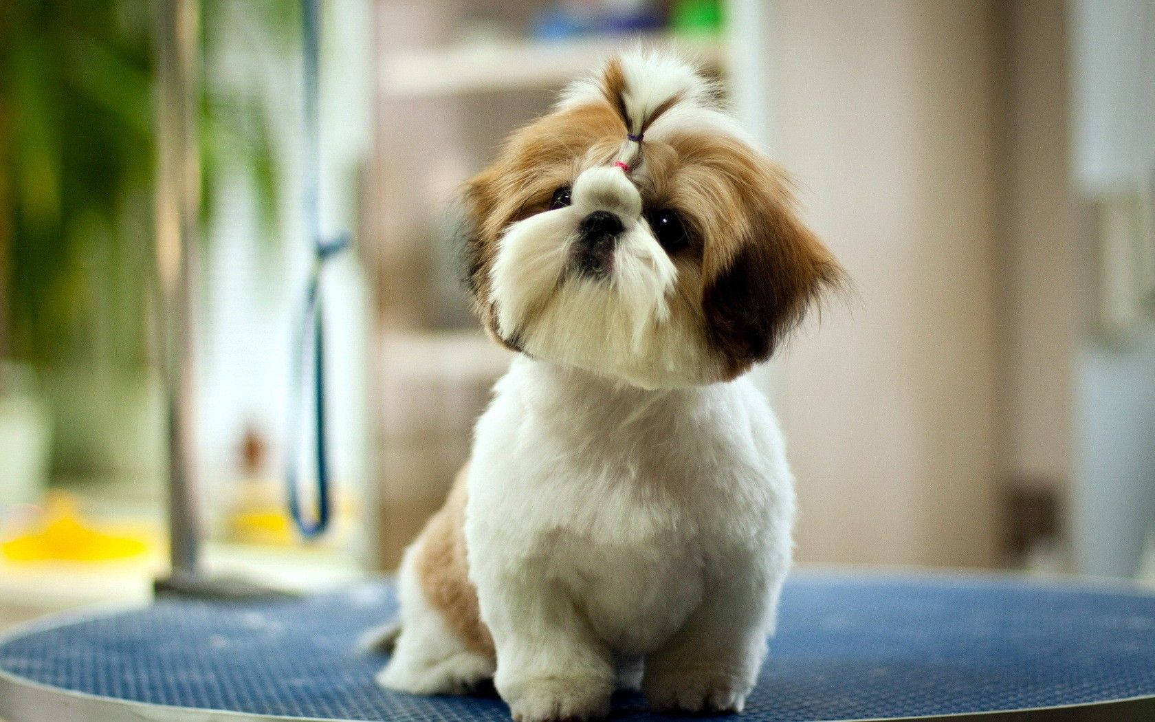 Cute Dog Freshly Groomed