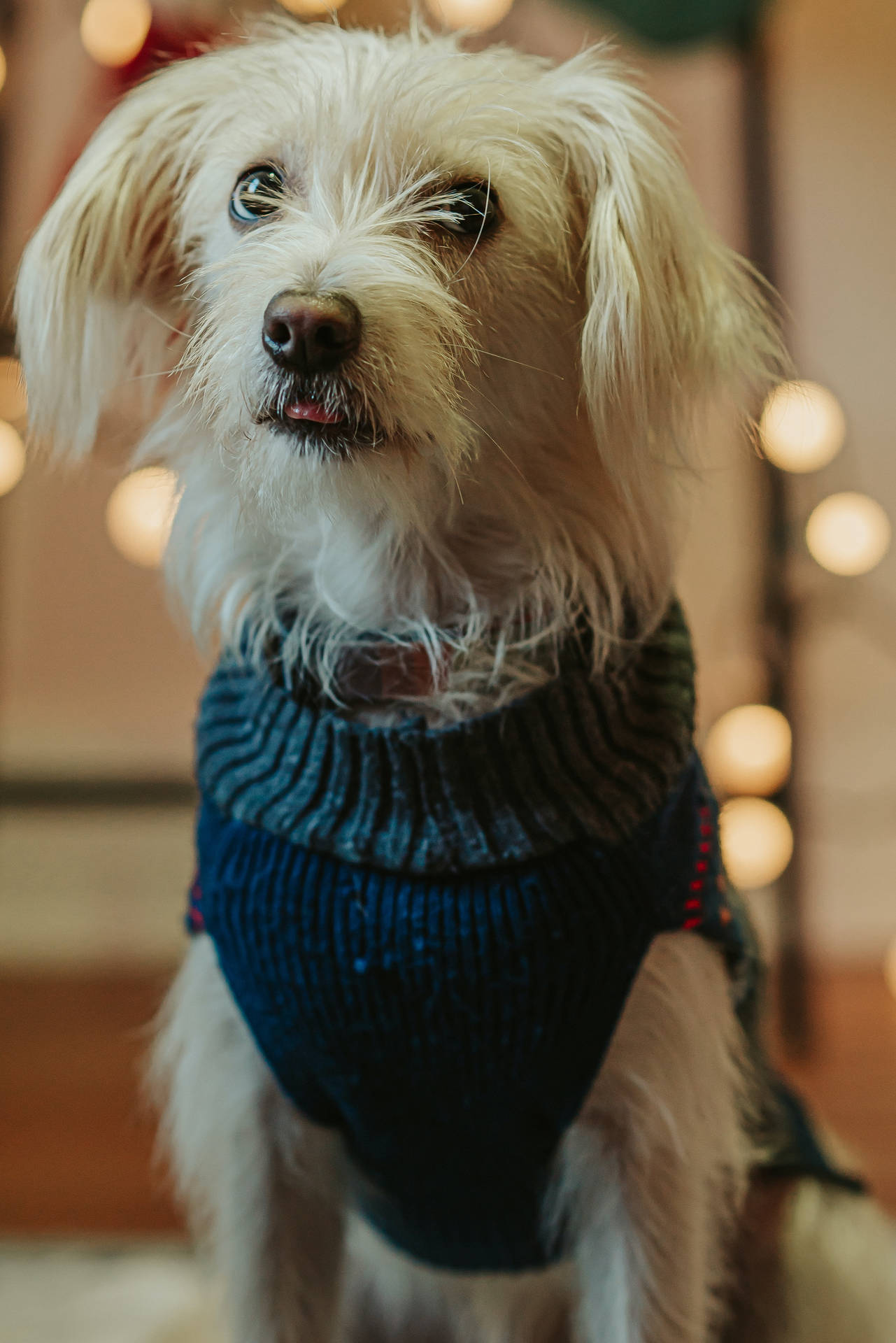 Cute Dog In Blue Sweater Background