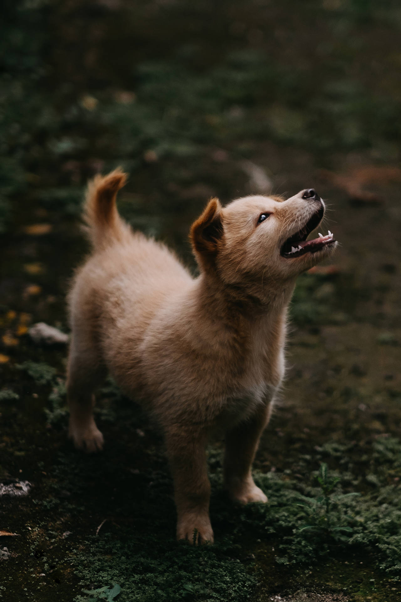 Cute Dog Jindo On Grass Background