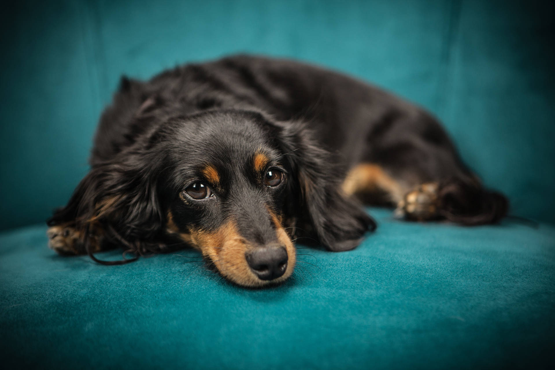 Cute Dog On Blue Couch Background