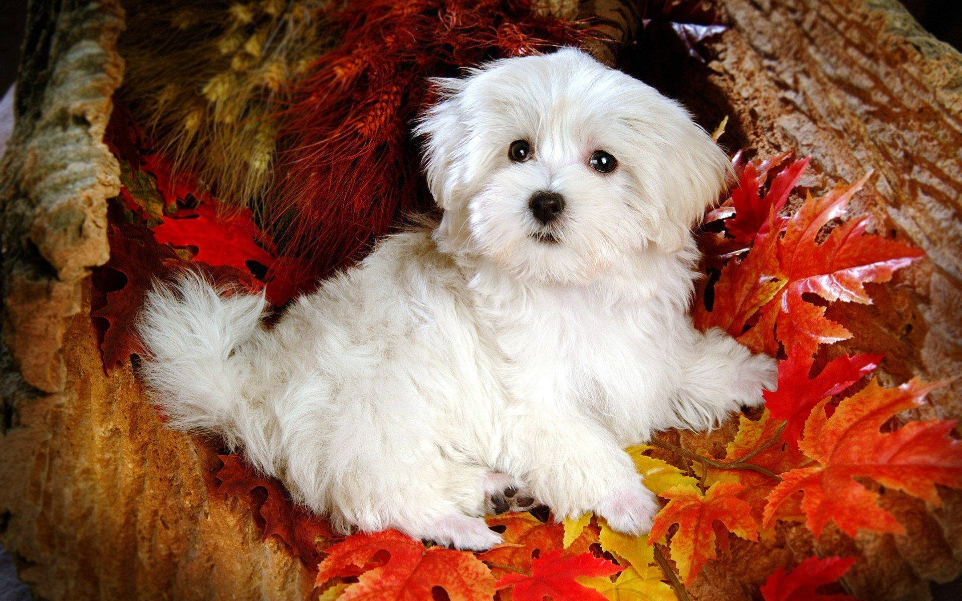 Cute Dog On Maple Leaves Background