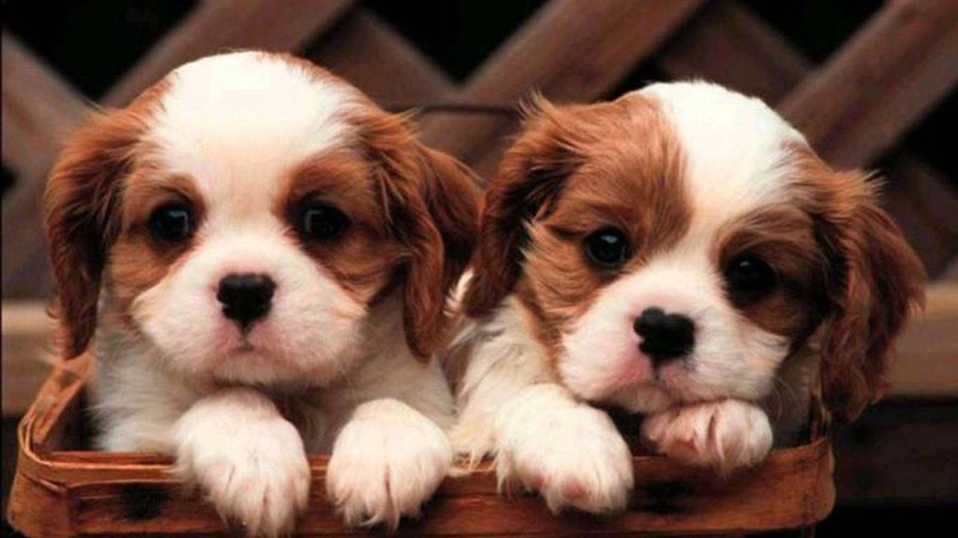 Cute Dog On Picnic Basket Background