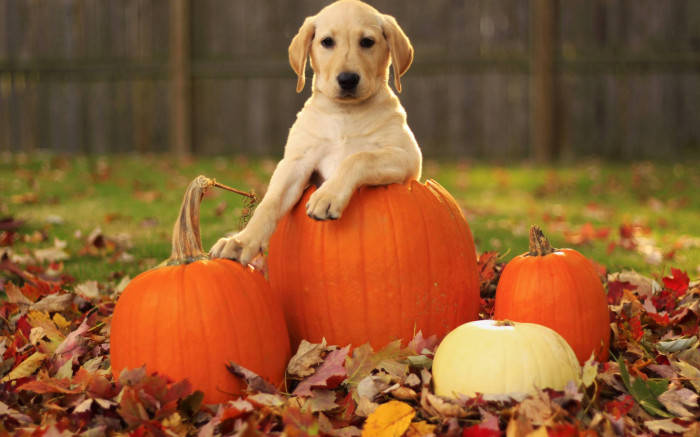 Cute Dog On Pumpkin Fall Halloween Background