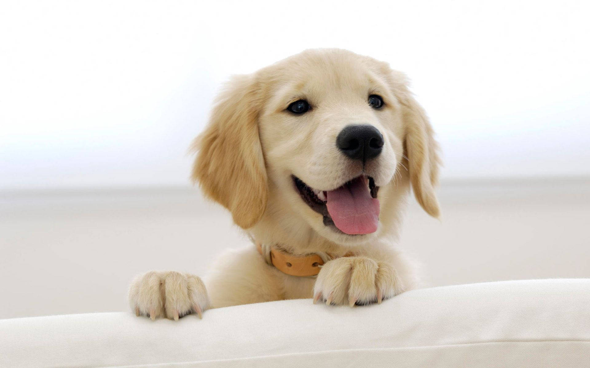 Cute Dog On White Sofa Background