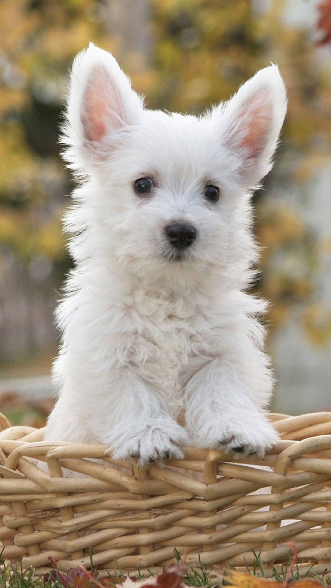 Cute Dog On Wicker Basket Background