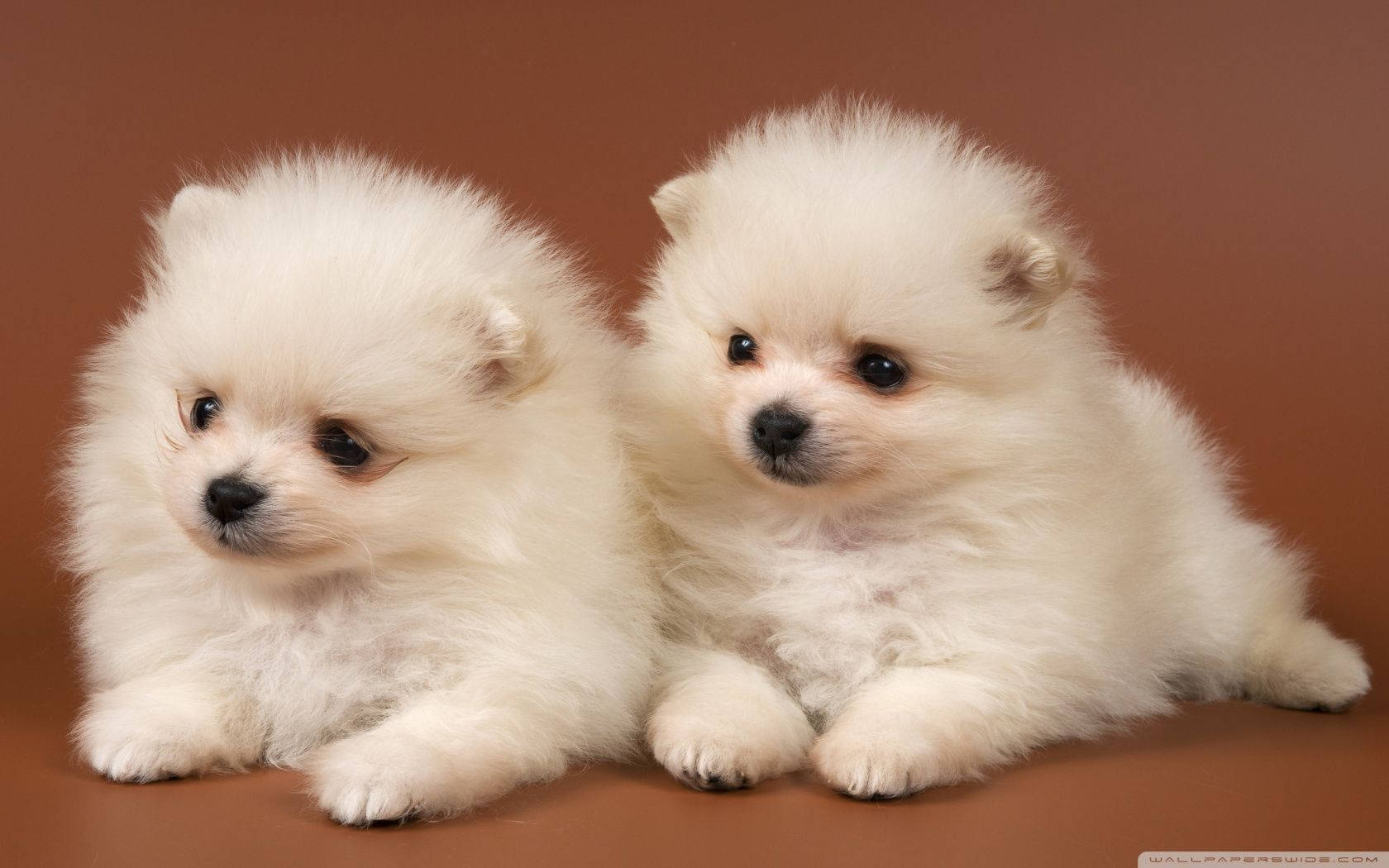 Cute Dog Pomeranian Together