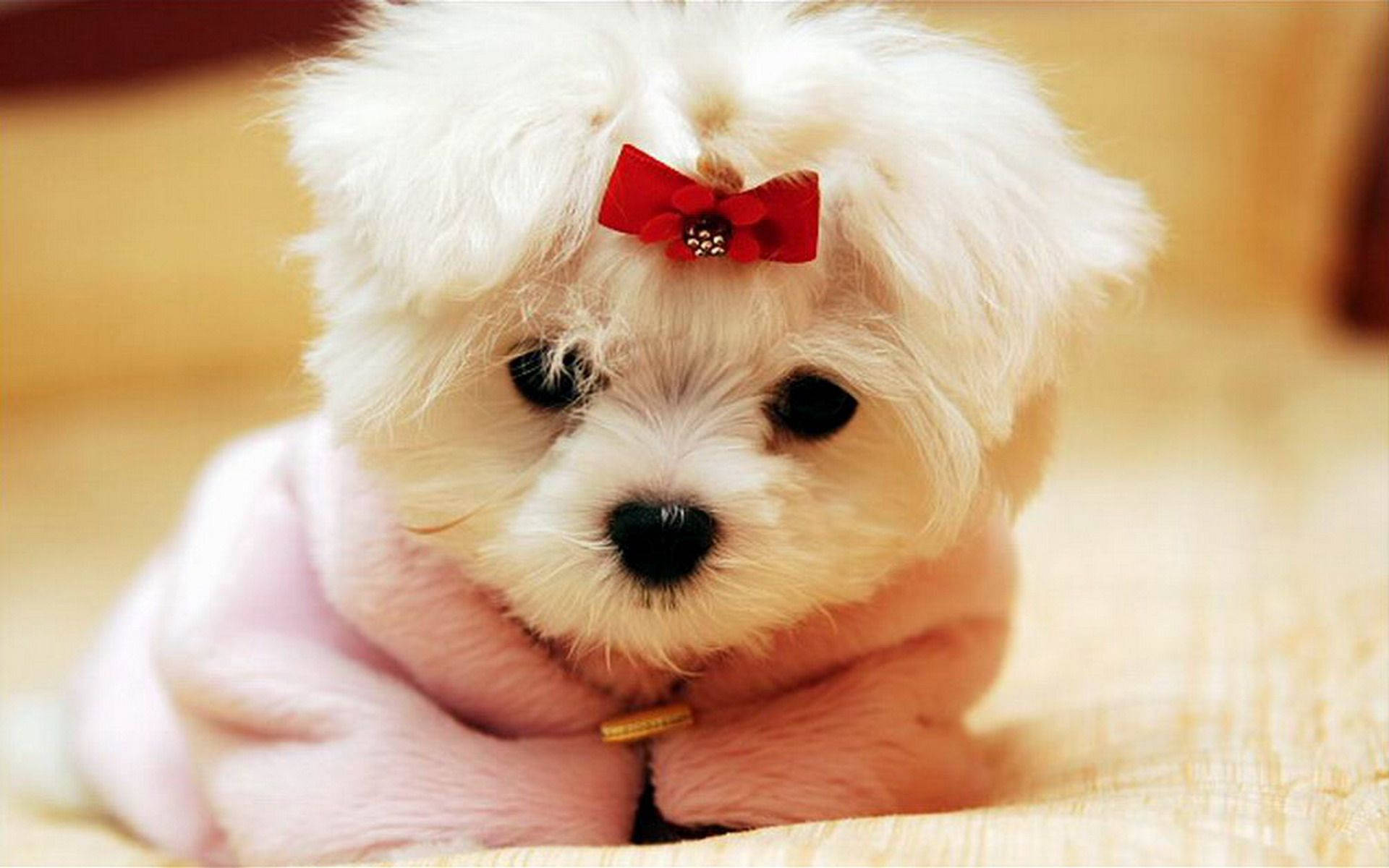 Cute Dog Red Ribbon