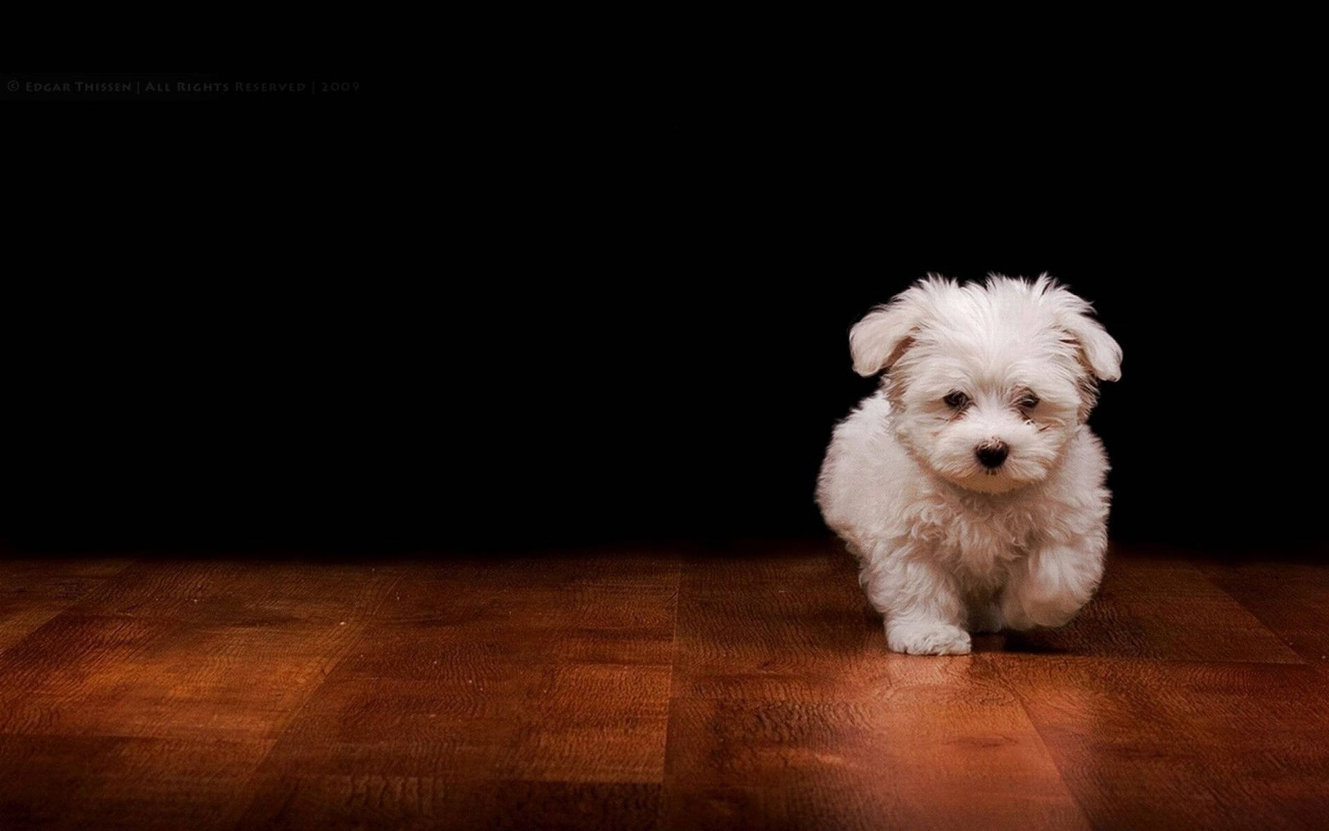 Cute Dog Running