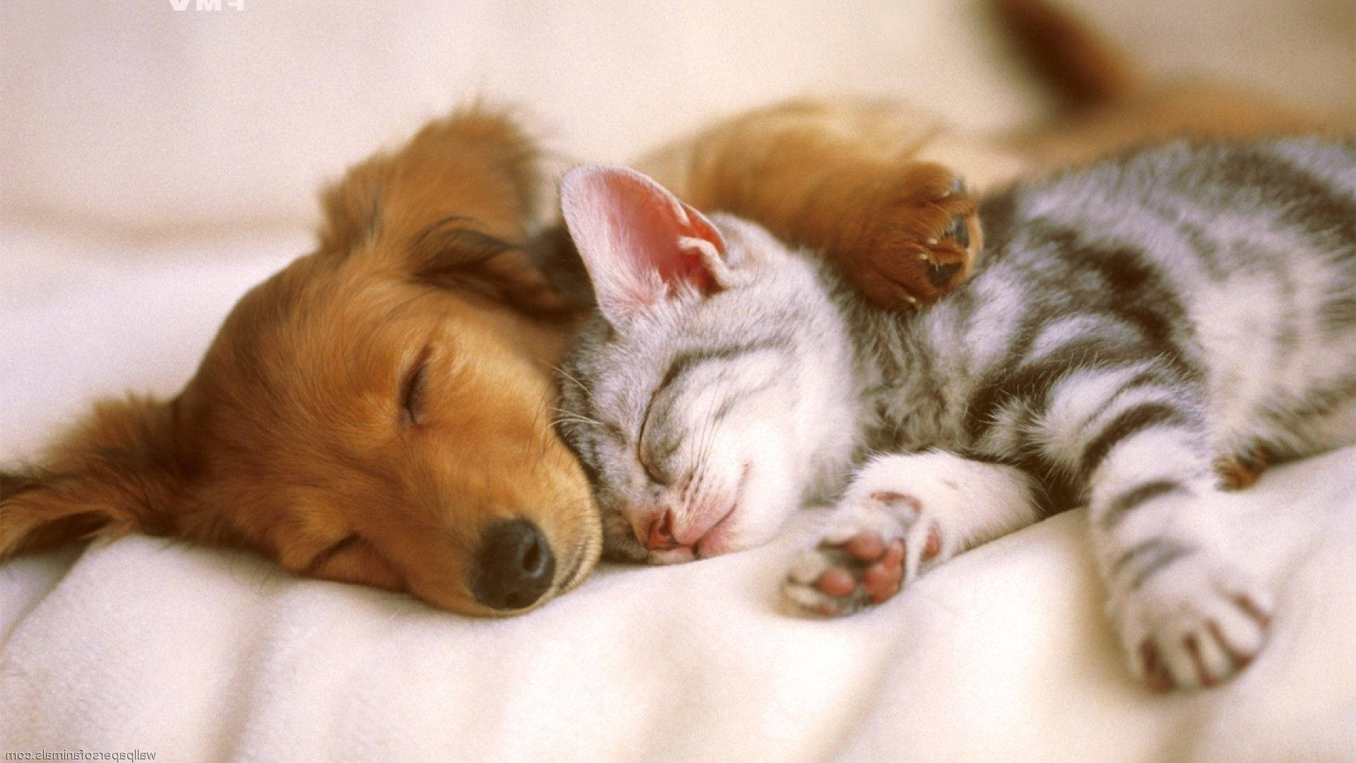 Cute Dog Sleeping Cat Background